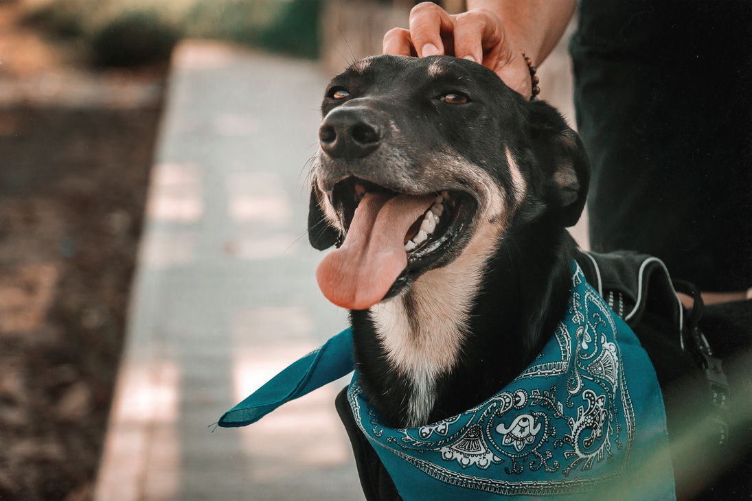 Pet Owner Petting Black Dog with Blue Bandana Collar Outdoors